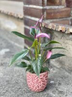 Zdjęcie rośliny Anthurium Zizou, ujęcie 3
