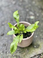 Zdjęcie rośliny Asplenium Crispy Wave, ujęcie 1