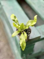 Zdjęcie rośliny Asplenium Crispy Wave, ujęcie 2