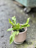 Zdjęcie rośliny Asplenium Crispy Wave, ujęcie 3