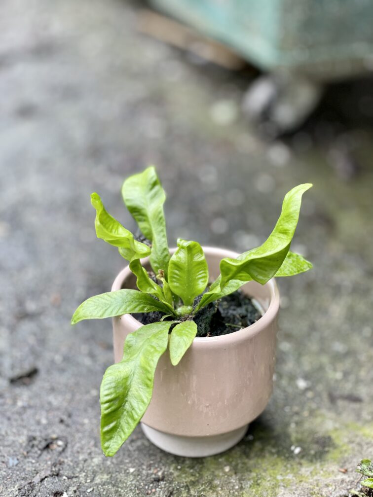 Zdjęcie rośliny Asplenium Crispy Wave, ujęcie 3