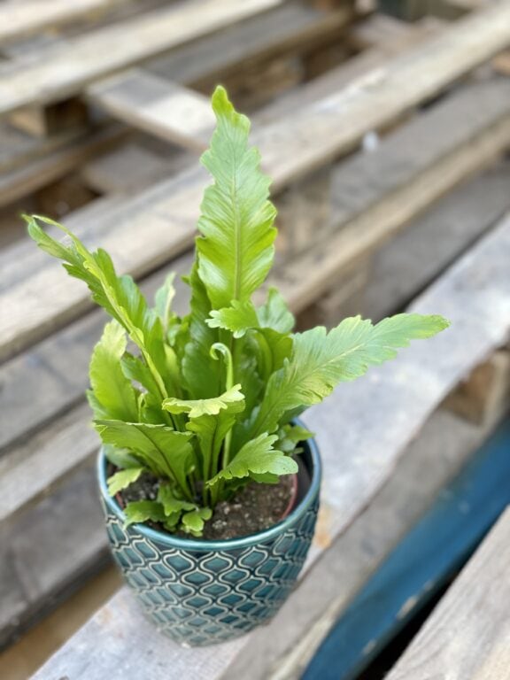 Zdjęcie rośliny Asplenium Nidus Campio, ujęcie 1