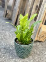 Zdjęcie rośliny Asplenium Nidus Campio, ujęcie 2