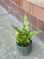 Zdjęcie rośliny Asplenium Nidus Campio, ujęcie 3
