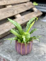 Zdjęcie rośliny Asplenium Osaca, ujęcie 1