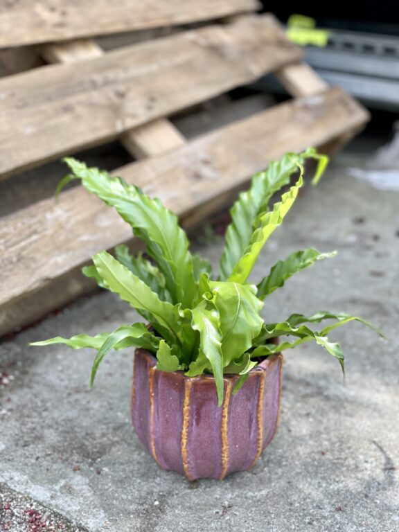 Zdjęcie rośliny Asplenium Osaca, ujęcie 1