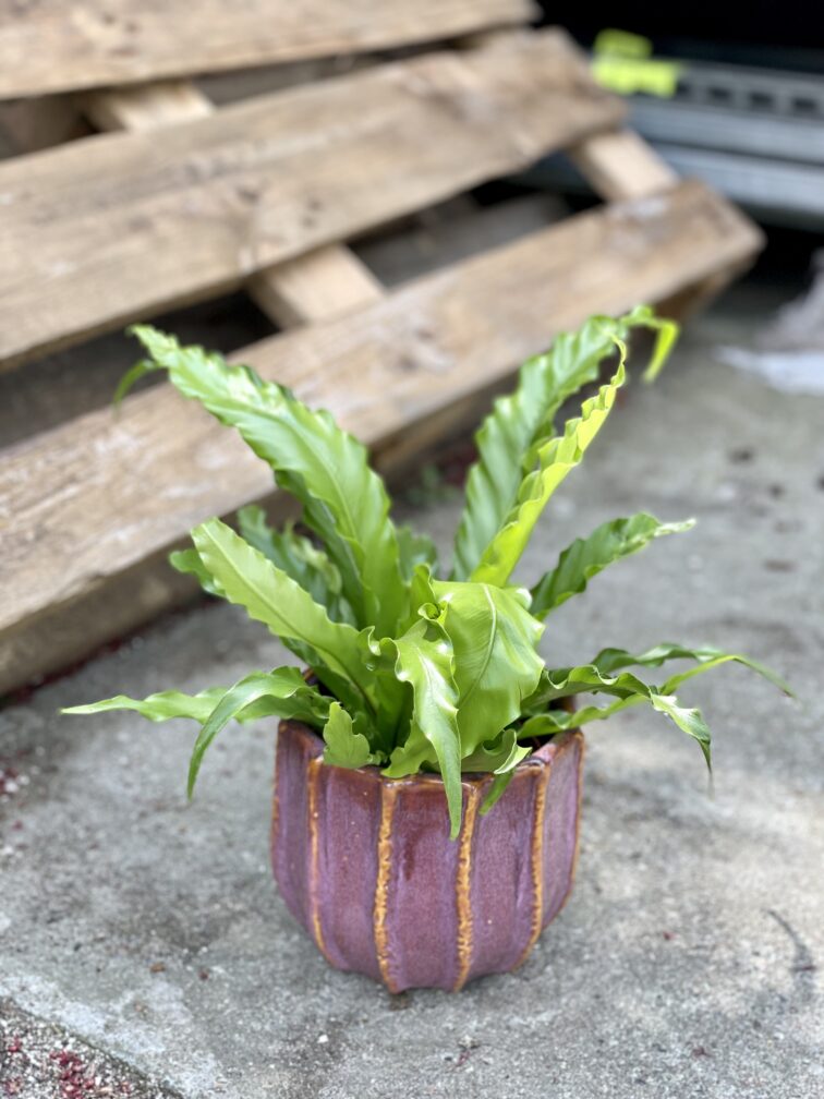Zdjęcie rośliny Asplenium Osaca, ujęcie 1