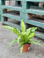Zdjęcie rośliny Asplenium Osaca, ujęcie 2