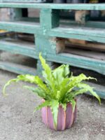 Zdjęcie rośliny Asplenium Osaca, ujęcie 3