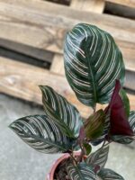 Zdjęcie rośliny Calathea Sanderiana, ujęcie 2