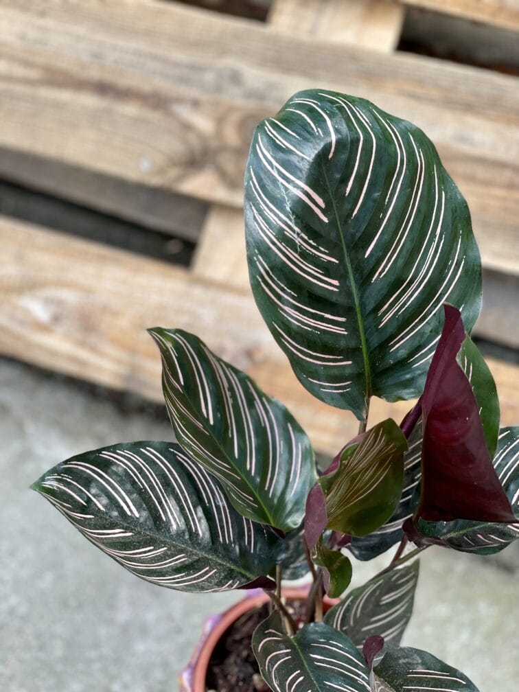Zdjęcie rośliny Calathea Sanderiana, ujęcie 2