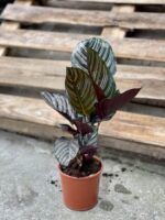 Zdjęcie rośliny Calathea Sanderiana, ujęcie 3