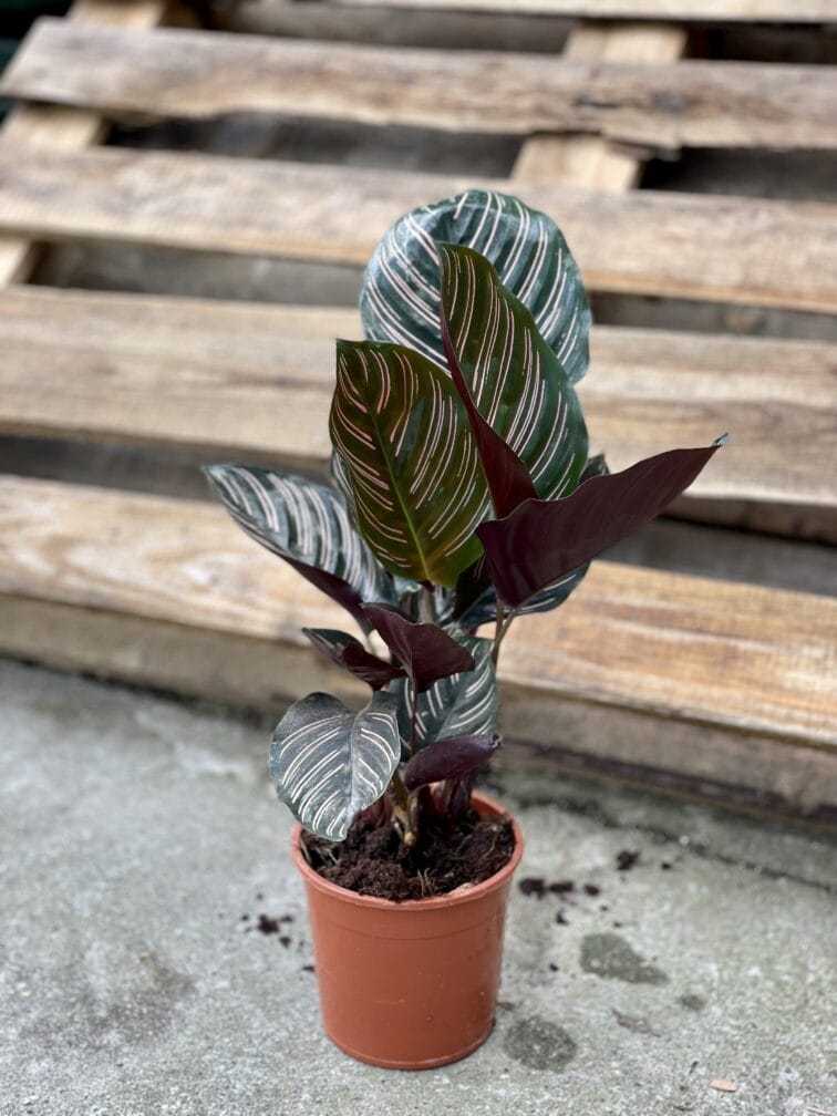 Zdjęcie rośliny Calathea Sanderiana, ujęcie 3