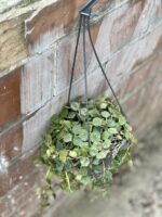 Zdjęcie rośliny Hoya Curtisii, ujęcie 2