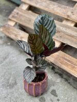 Zdjęcie doniczki lub oslonki: Osłonka Konik Morski violet 12 × 13 cm, ujęcie 2