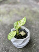 Zdjęcie doniczki lub oslonki: Osłonka Twist White 6 × 6 cm, ujęcie 2