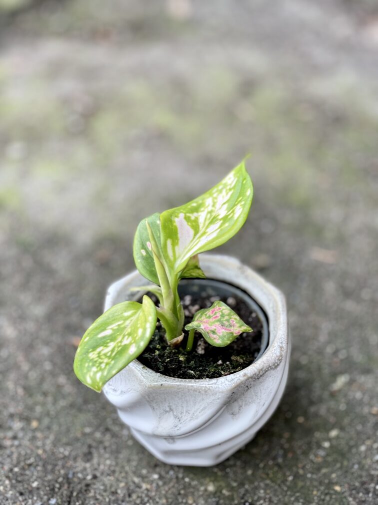 Zdjęcie doniczki lub oslonki: Osłonka Twist White 6 × 6 cm, ujęcie 2