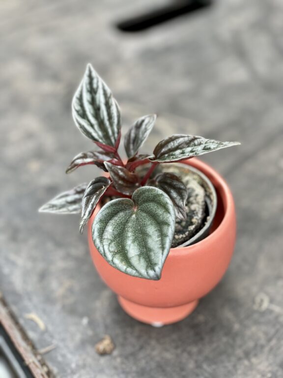 Zdjęcie rosliny doniczkowej Peperomia Caperata Brasilia, ujęcie 1