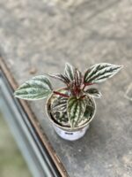 Zdjęcie rosliny doniczkowej Peperomia Caperata Brasilia, ujęcie 2