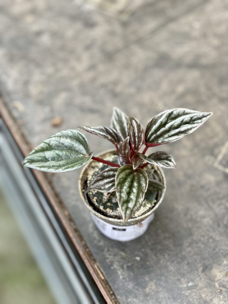 Zdjęcie rosliny doniczkowej Peperomia Caperata Brasilia, ujęcie 2