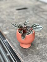 Zdjęcie rosliny doniczkowej Peperomia Caperata Brasilia, ujęcie 3