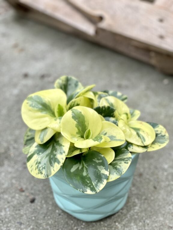 Zdjęcie rosliny doniczkowej Peperomia obtusifolia Green Gold, ujęcie 1