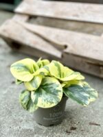 Zdjęcie rosliny doniczkowej Peperomia obtusifolia Green Gold, ujęcie 2