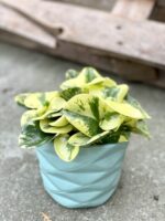 Zdjęcie rosliny doniczkowej Peperomia obtusifolia Green Gold, ujęcie 3