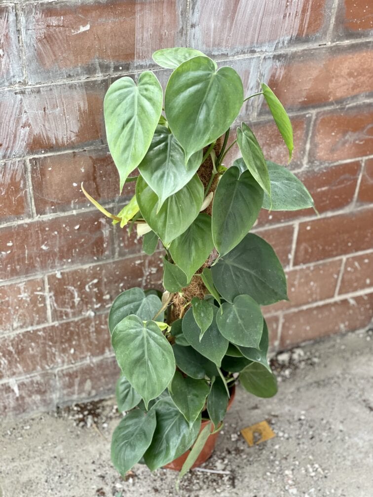 Zdjęcie rośliny Philodendron Scandens, ujęcie 1