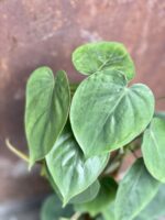 Zdjęcie rośliny Philodendron Scandens, ujęcie 2