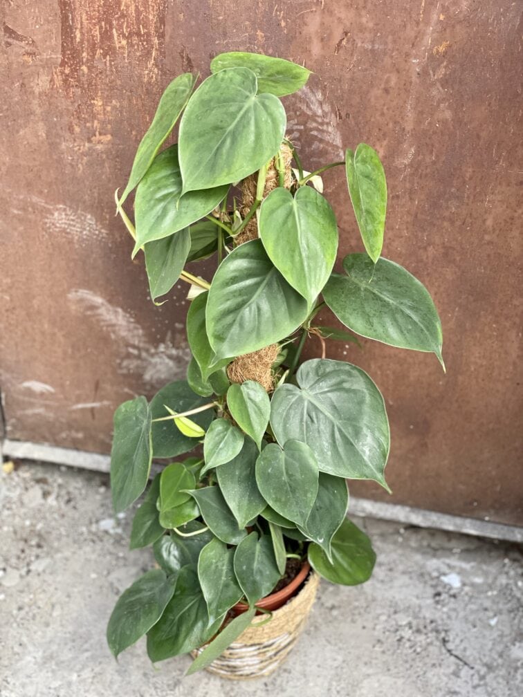 Zdjęcie rośliny Philodendron Scandens, ujęcie 3