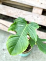 Zdjęcie rosliny doniczkowej Philodendron Squamiferum, ujęcie 1