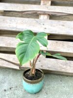 Zdjęcie rosliny doniczkowej Philodendron Squamiferum, ujęcie 2