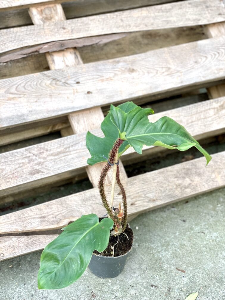 Zdjęcie rosliny doniczkowej Philodendron Squamiferum, ujęcie 3