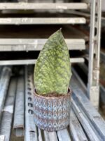 Zdjęcie rośliny Sansevieria Masoniana, ujęcie 1