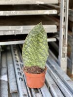 Zdjęcie rośliny Sansevieria Masoniana, ujęcie 2