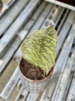 Zdjęcie rośliny Sansevieria Masoniana, ujęcie 3