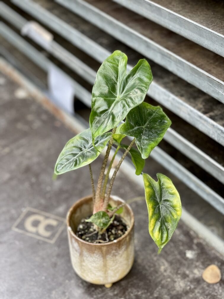 Zdjęcie rosliny doniczkowej Alocasia Ivory Coast, ujęcie 1
