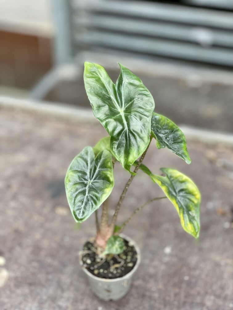 Zdjęcie rosliny doniczkowej Alocasia Ivory Coast, ujęcie 2