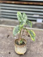 Zdjęcie rosliny doniczkowej Alocasia Ivory Coast, ujęcie 3
