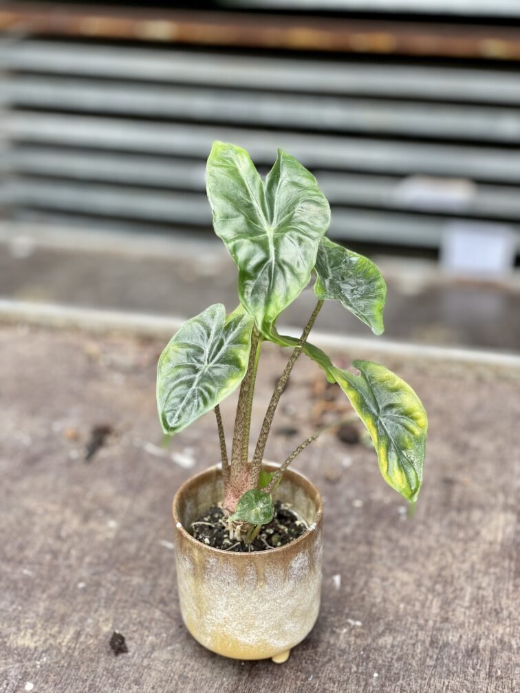 Zdjęcie rosliny doniczkowej Alocasia Ivory Coast, ujęcie 3