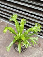 Zdjęcie rosliny doniczkowej Asplenium nidus Crissie (Zanokcica), ujęcie 1