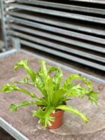 Zdjęcie rosliny doniczkowej Asplenium nidus Crissie (Zanokcica), ujęcie 2