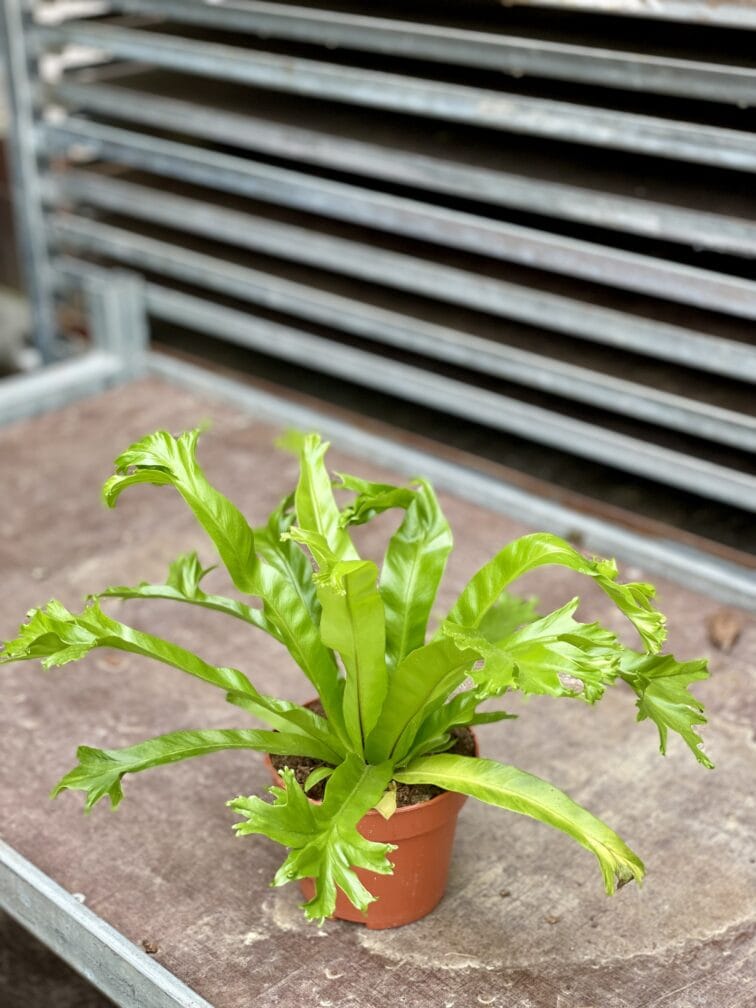Zdjęcie rosliny doniczkowej Asplenium nidus Crissie (Zanokcica), ujęcie 2