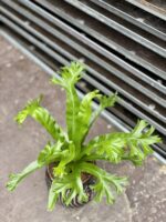 Zdjęcie rosliny doniczkowej Asplenium nidus Crissie (Zanokcica), ujęcie 3