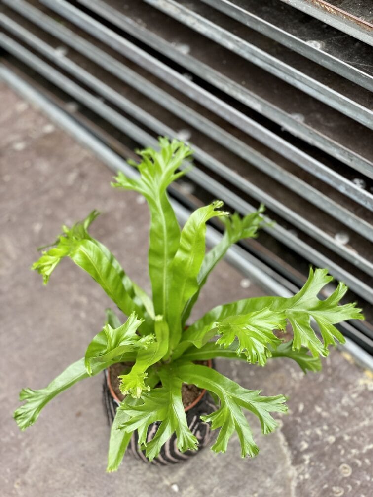 Zdjęcie rosliny doniczkowej Asplenium nidus Crissie (Zanokcica), ujęcie 3
