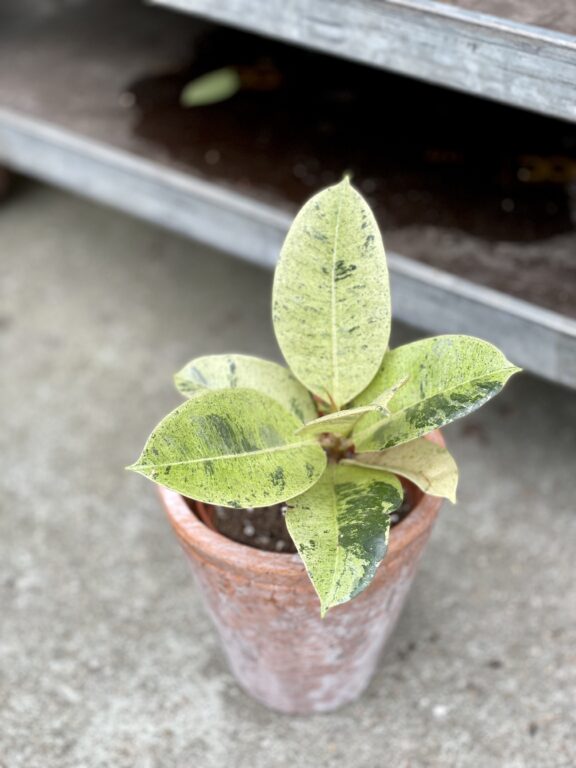 Zdjęcie rosliny doniczkowej Ficus elastica Moonshine, ujęcie 1