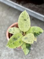 Zdjęcie rosliny doniczkowej Ficus elastica Moonshine, ujęcie 2