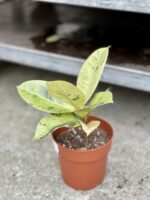 Zdjęcie rosliny doniczkowej Ficus elastica Moonshine, ujęcie 3