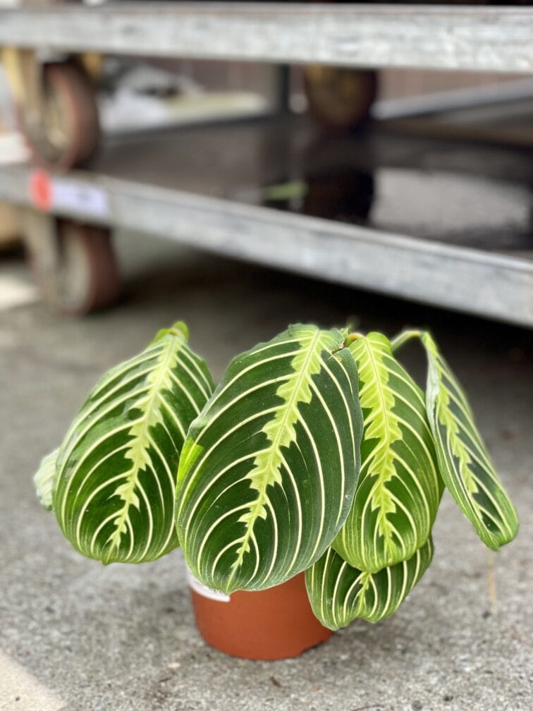 Zdjęcie rosliny doniczkowej Maranta Lemon Lime, ujęcie 2